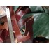 Куски ременной кожи Vegetale в ассортименте Италия фото
